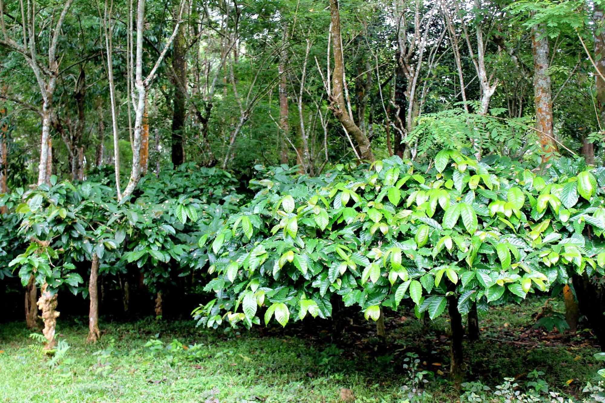 Woodside Homestay Wayanad Batheri Екстериор снимка