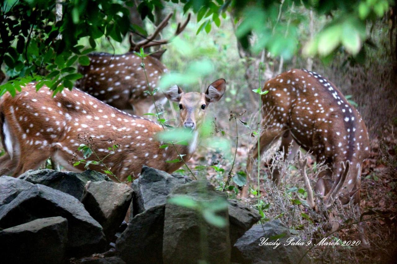 Woodside Homestay Wayanad Batheri Екстериор снимка